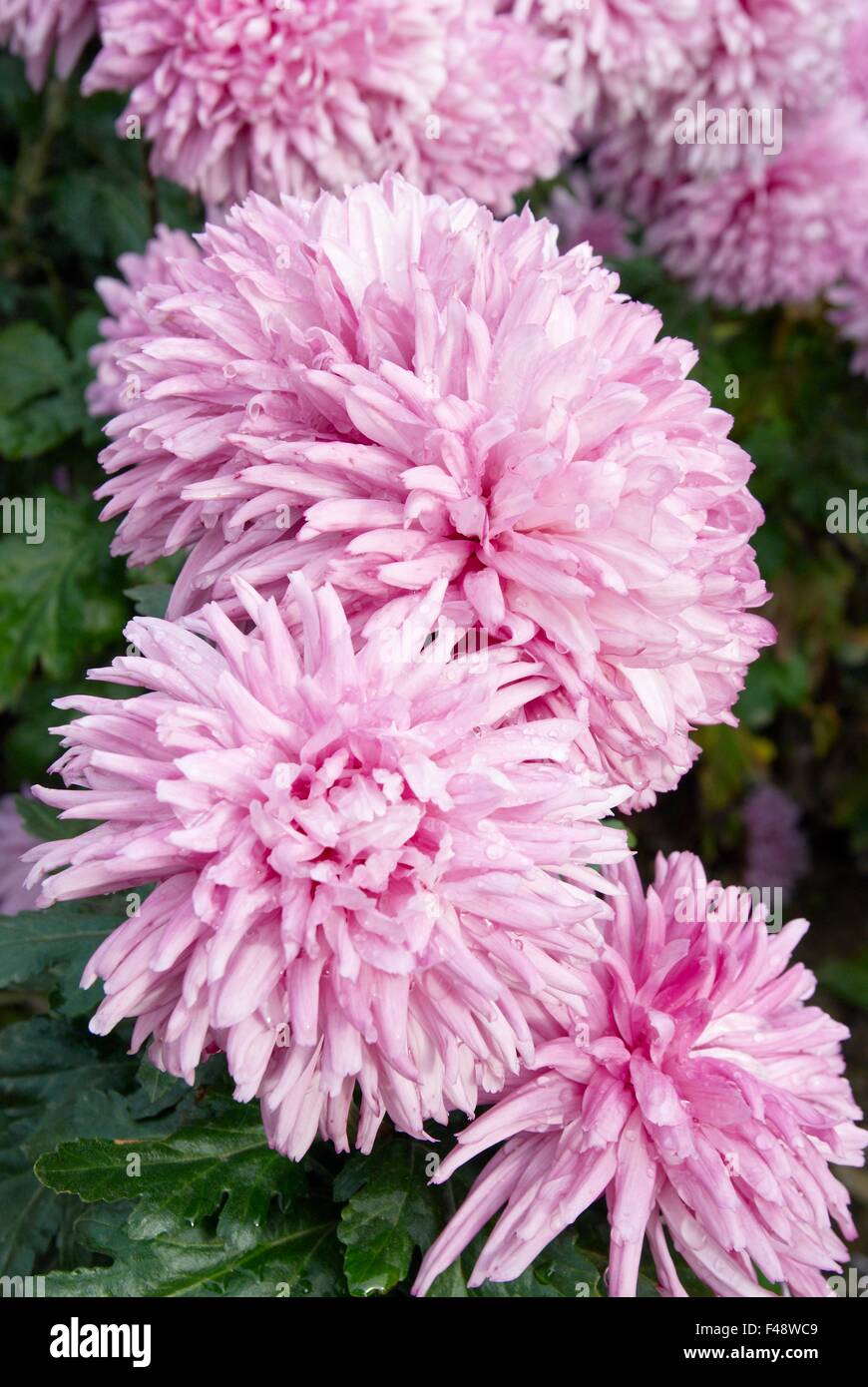 Many chrysanthemums hi-res stock photography and images - Alamy