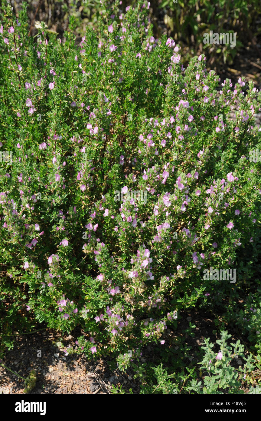 Spiny restharrow Stock Photo