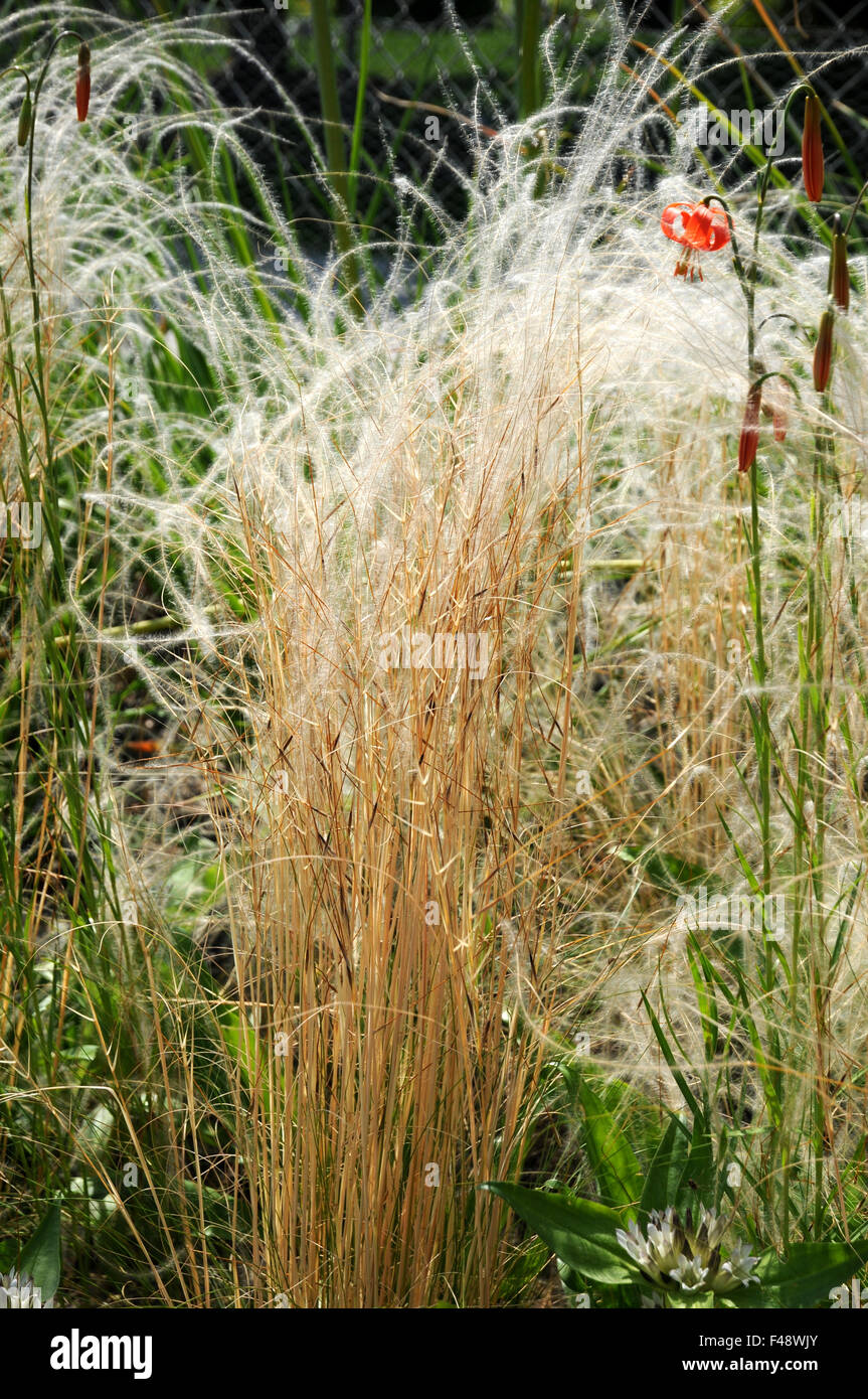 Horsetail feathergrass Stock Photo