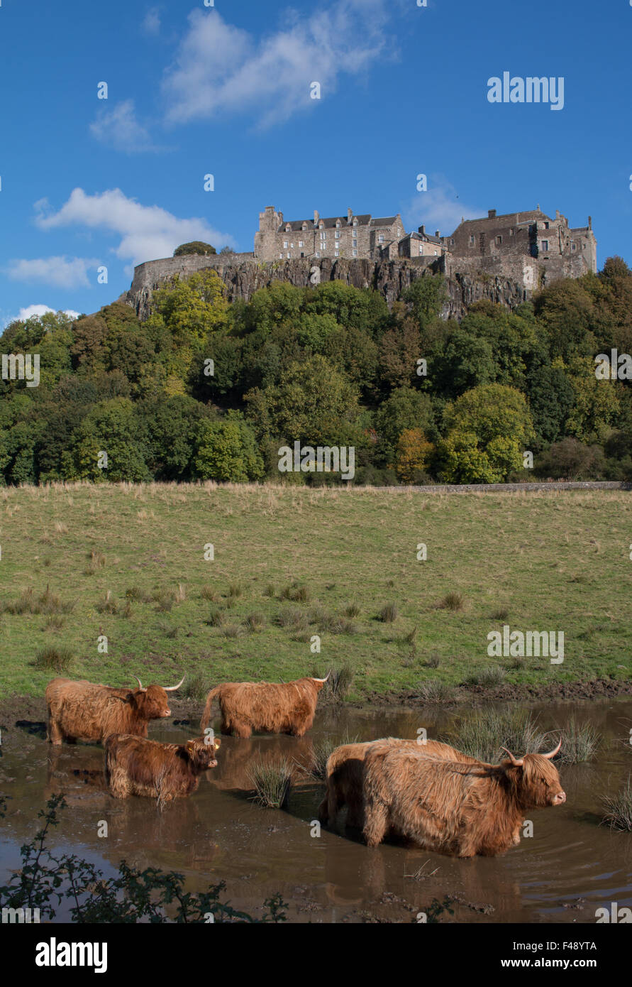 Coo's Below The Castle 2. Highland cattle below the magnificent Stirling Castle. Stock Photo