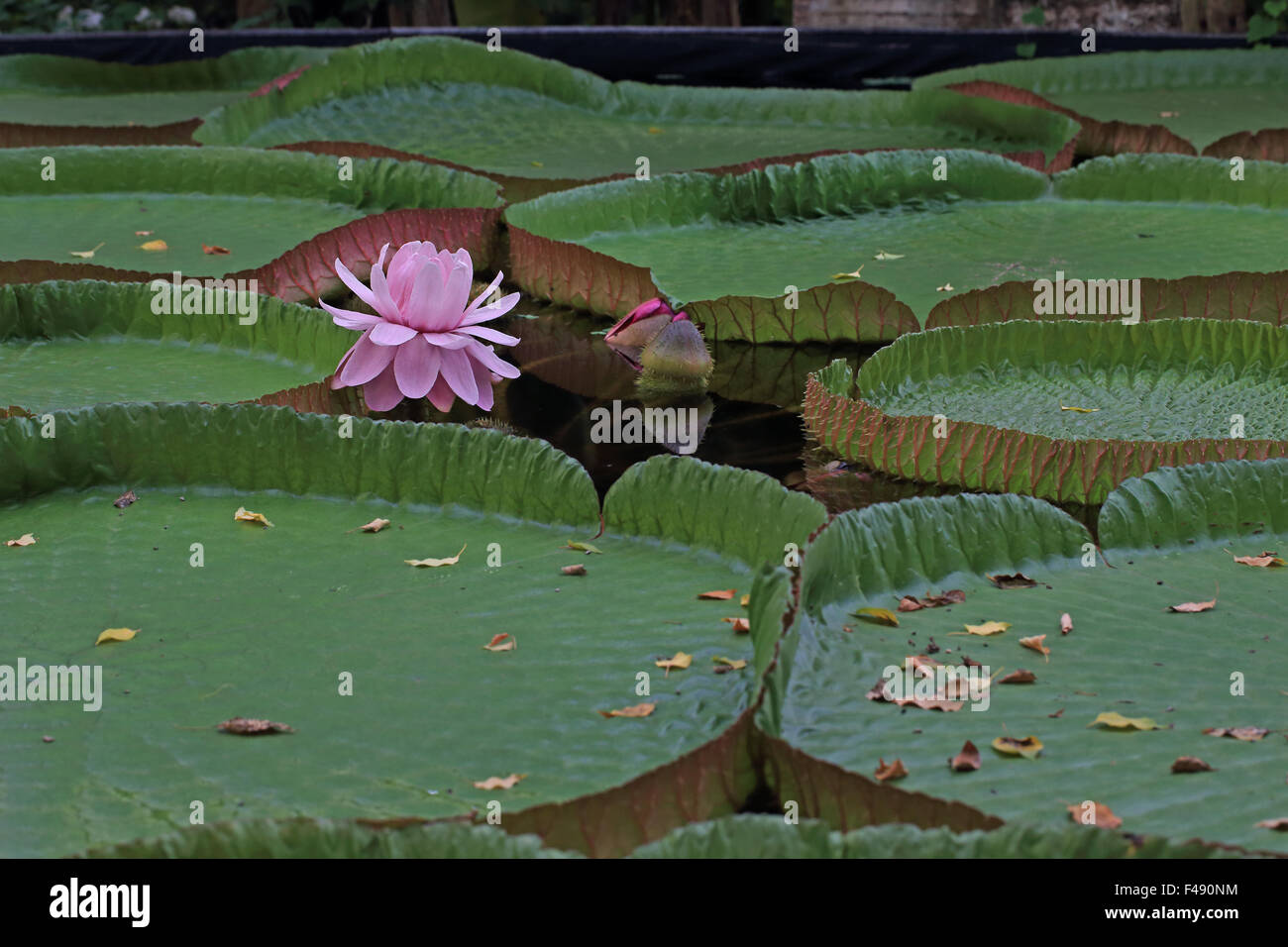 Victoria amazonica hires stock photography and images Alamy