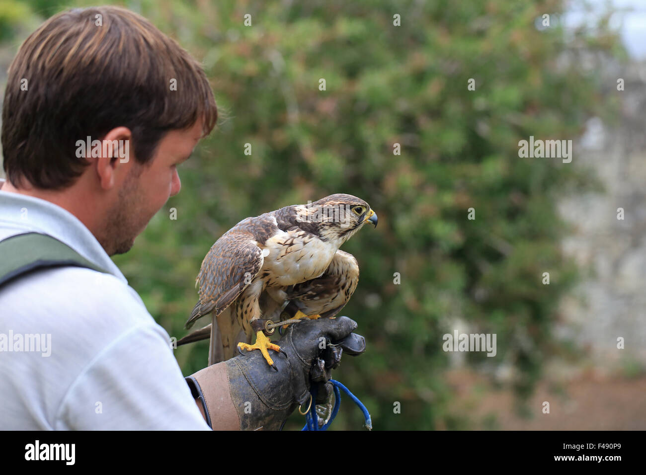 Saker Falcon (Falco cherrug) falconer's bird Stock Photo