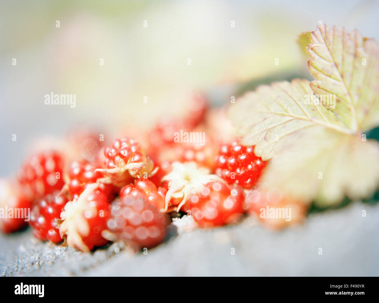 Arctic raspberry close-up Stock Photo