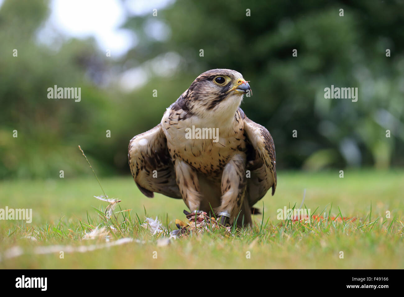 Saker Falcon (Falco cherrug) falconer's bird Stock Photo
