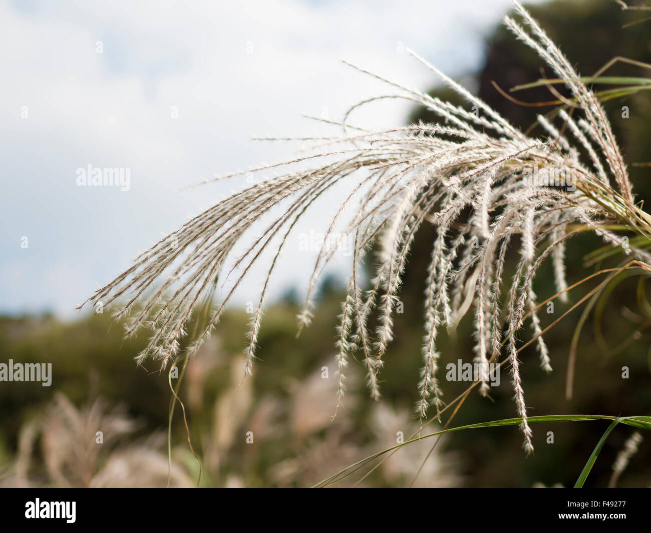 Silver Grass blossoms (miscanthus) in the mountains Stock Photo