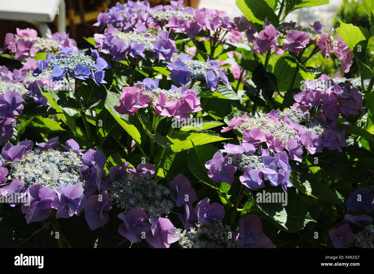 Hortensie hydrangea macrophylla bauernhortensie hi-res stock ...
