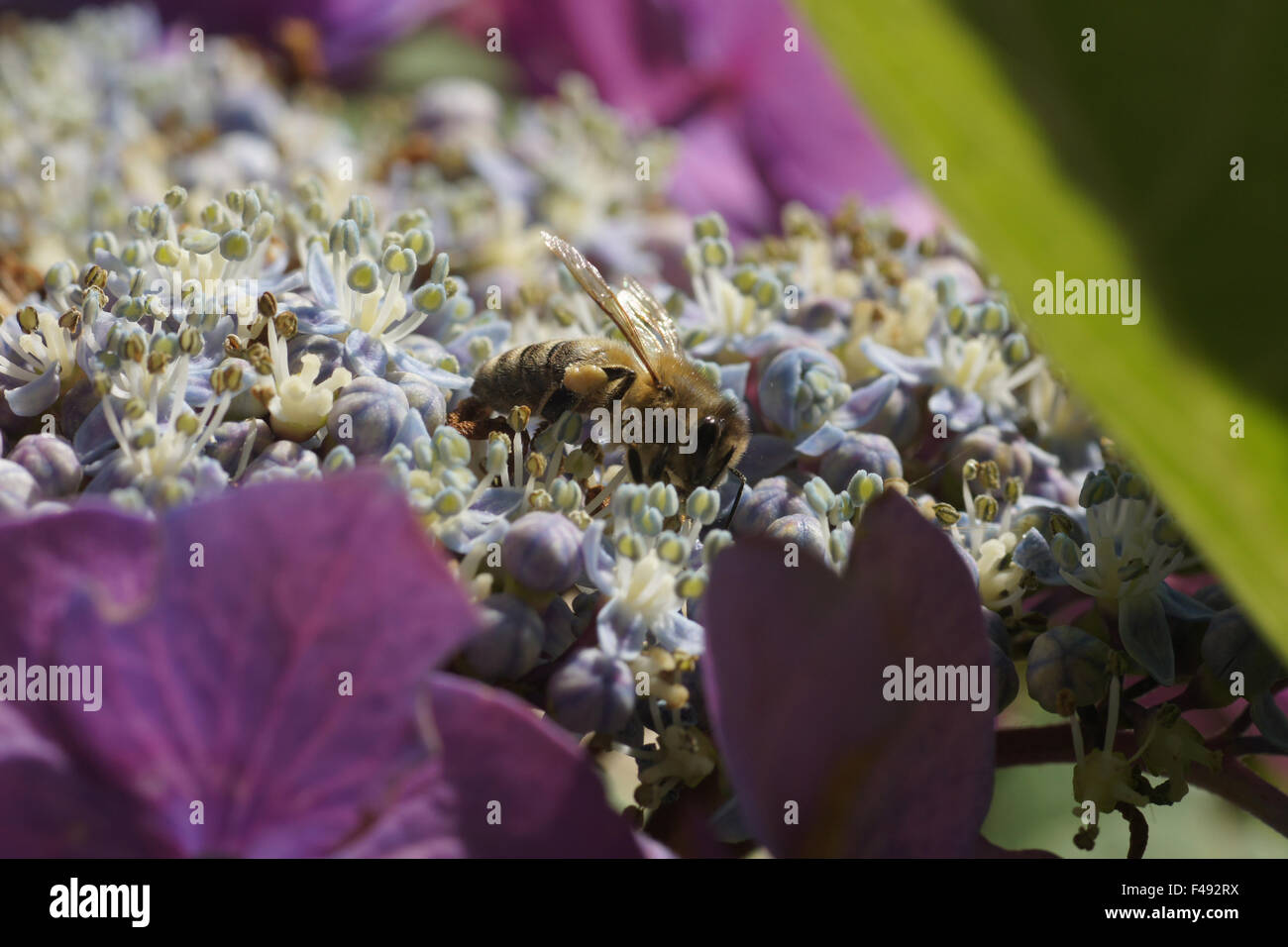 Hortensie hydrangea macrophylla bauernhortensie hi-res stock ...