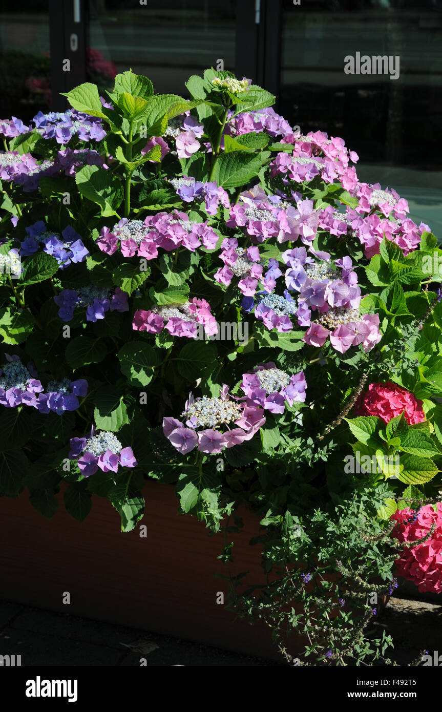 Hortensie hydrangea macrophylla bauernhortensie hi-res stock ...