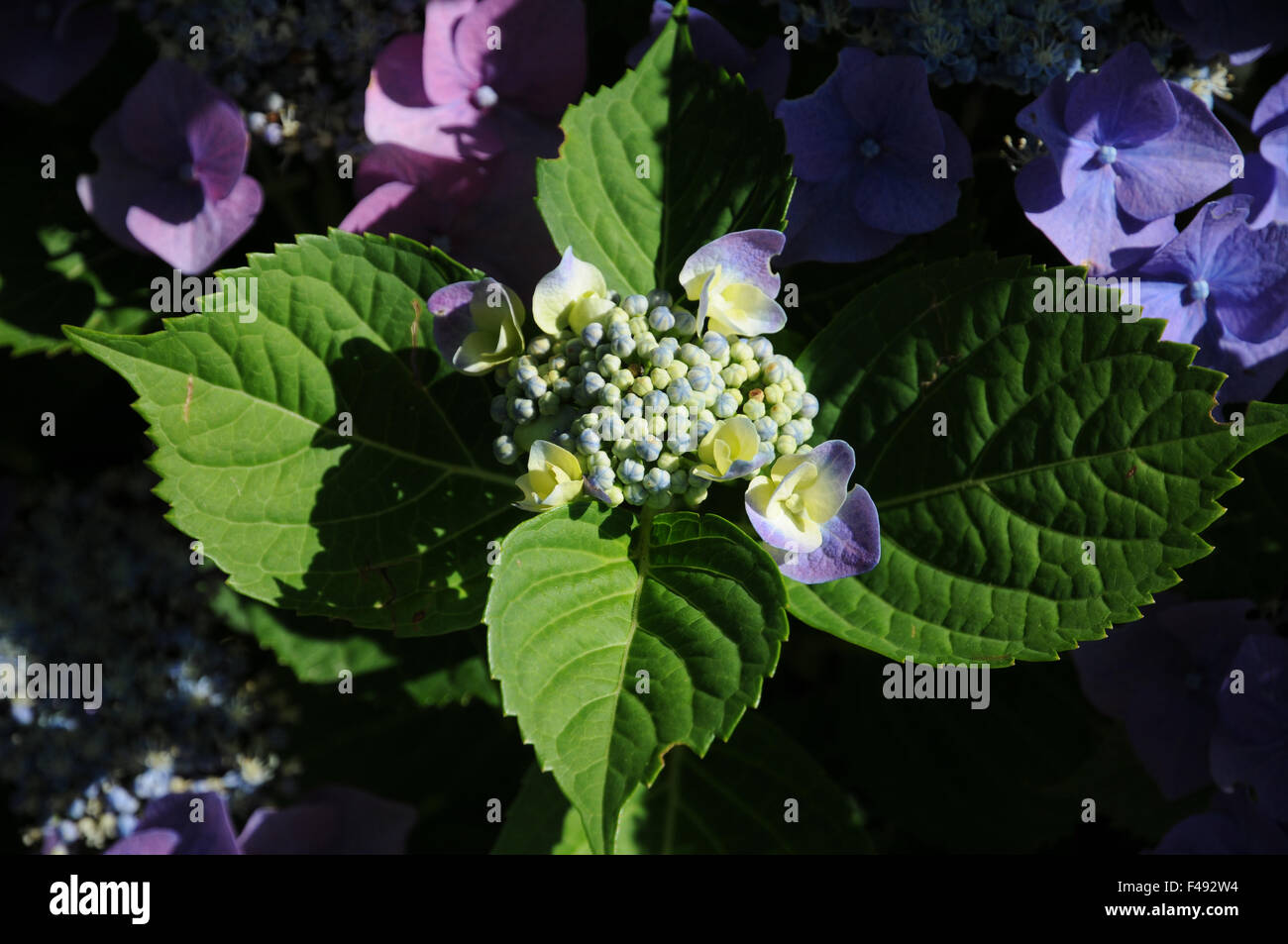 Hortensie hydrangea macrophylla bauernhortensie hi-res stock ...