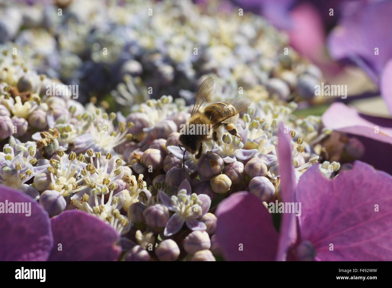 Hortensie hydrangea macrophylla bauernhortensie hi-res stock ...