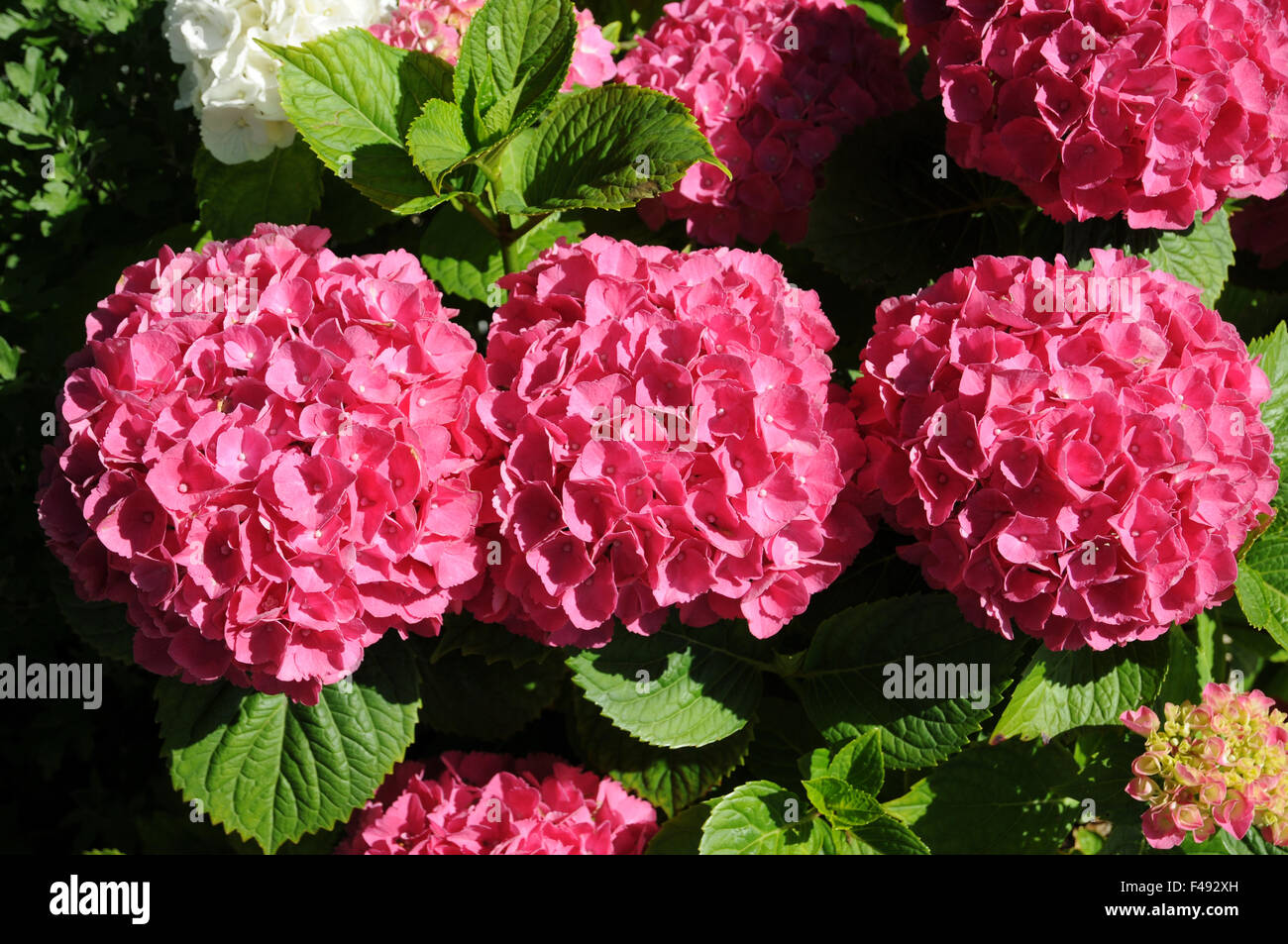 Hortensie hydrangea macrophylla bauernhortensie hi-res stock ...