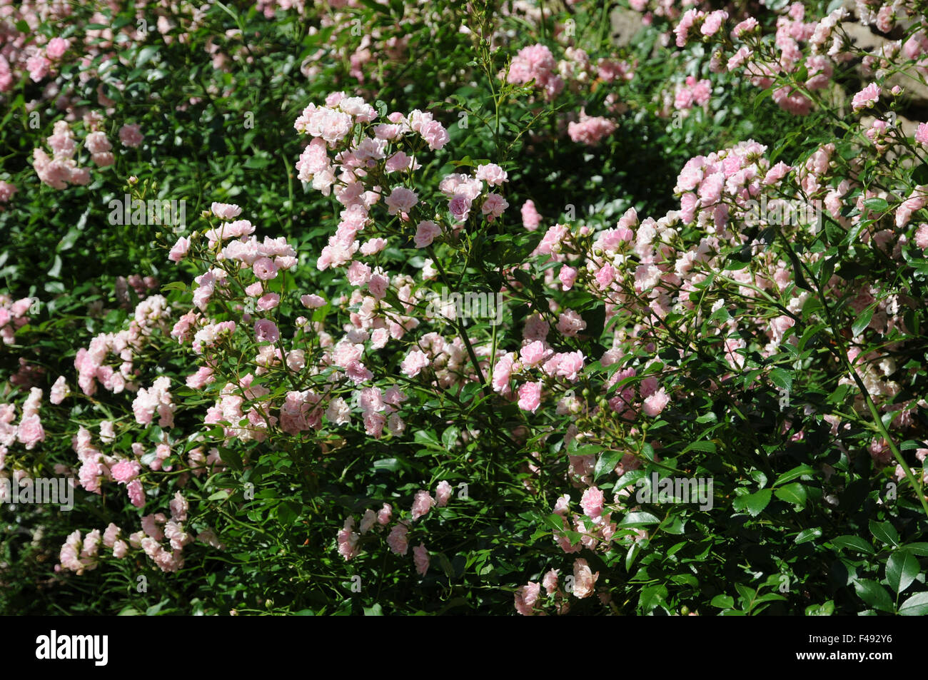 Ground cover rose Stock Photo Alamy