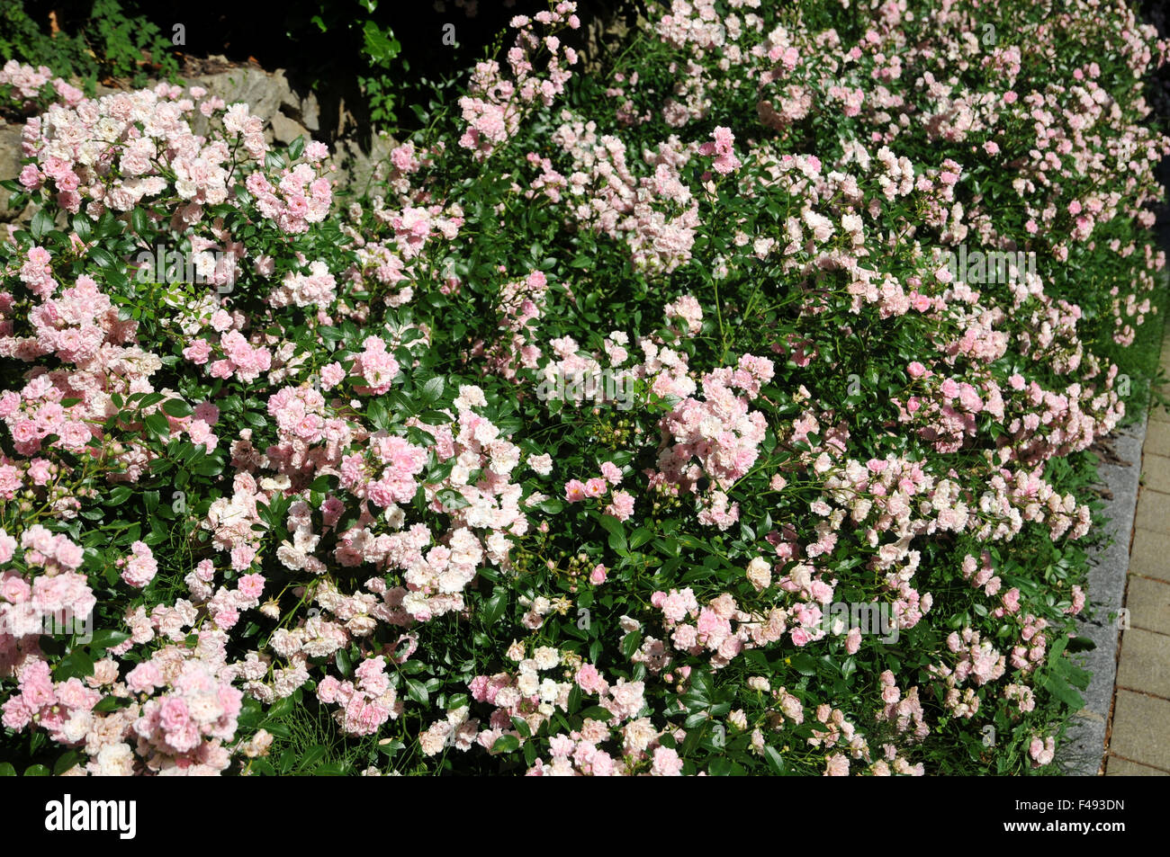 Ground cover rose Stock Photo Alamy
