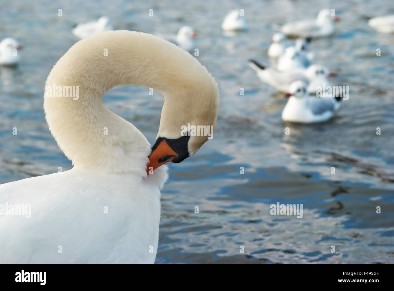 Beautiful white swan Stock Photo Alamy