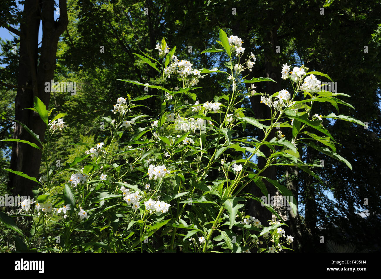 Jasmine nightshade Stock Photo