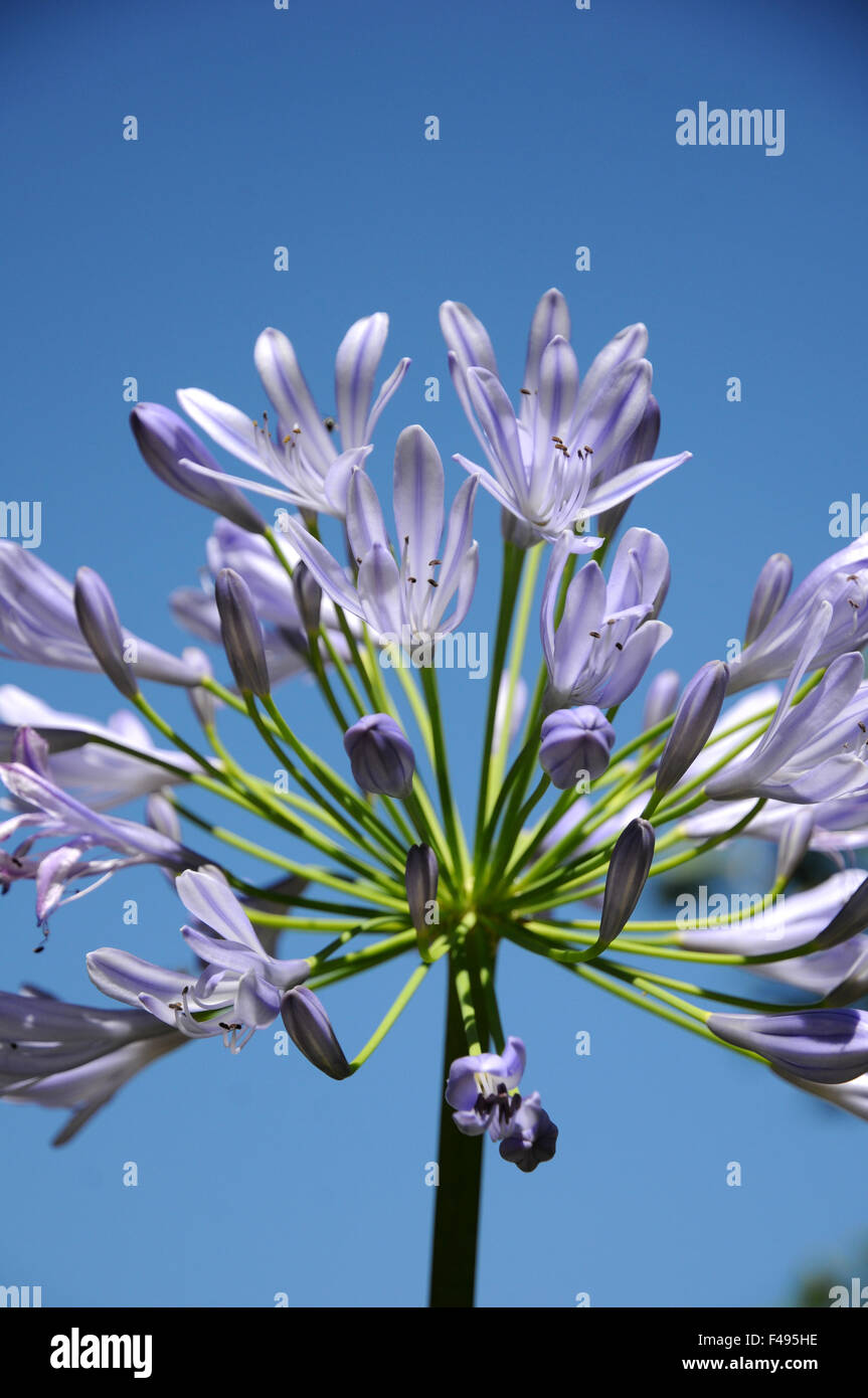 African lily Stock Photo