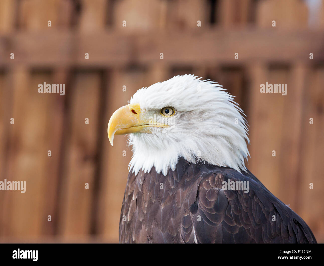 An adult female Bald Eagle ( Haliaeetus leucocephalus ), the national