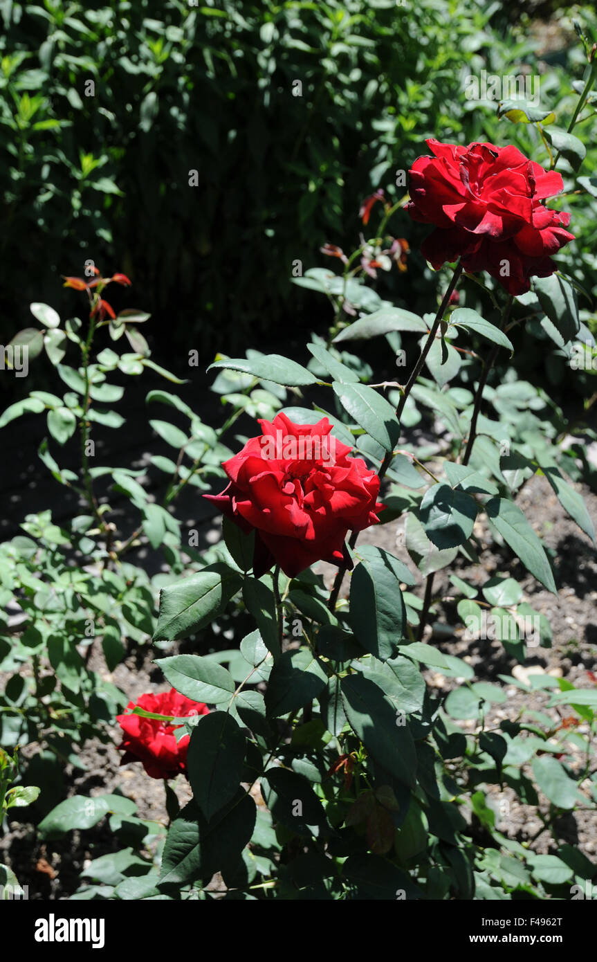 Rose leaves hi hi-res stock photography and images - Alamy