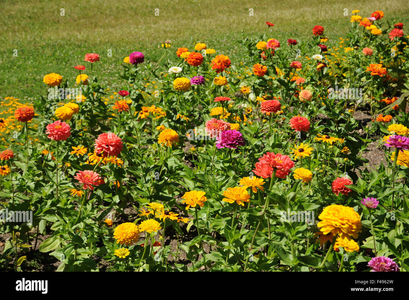 Zinnia Stock Photo