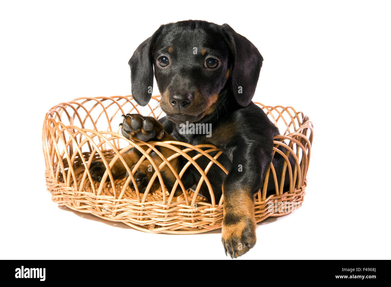 Dog in a basket Stock Photo Alamy