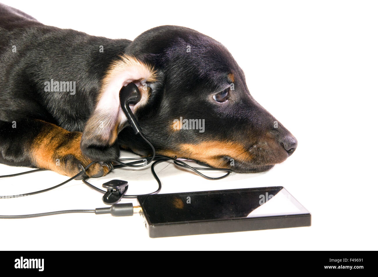 Dog with a mp3 player Stock Photo
