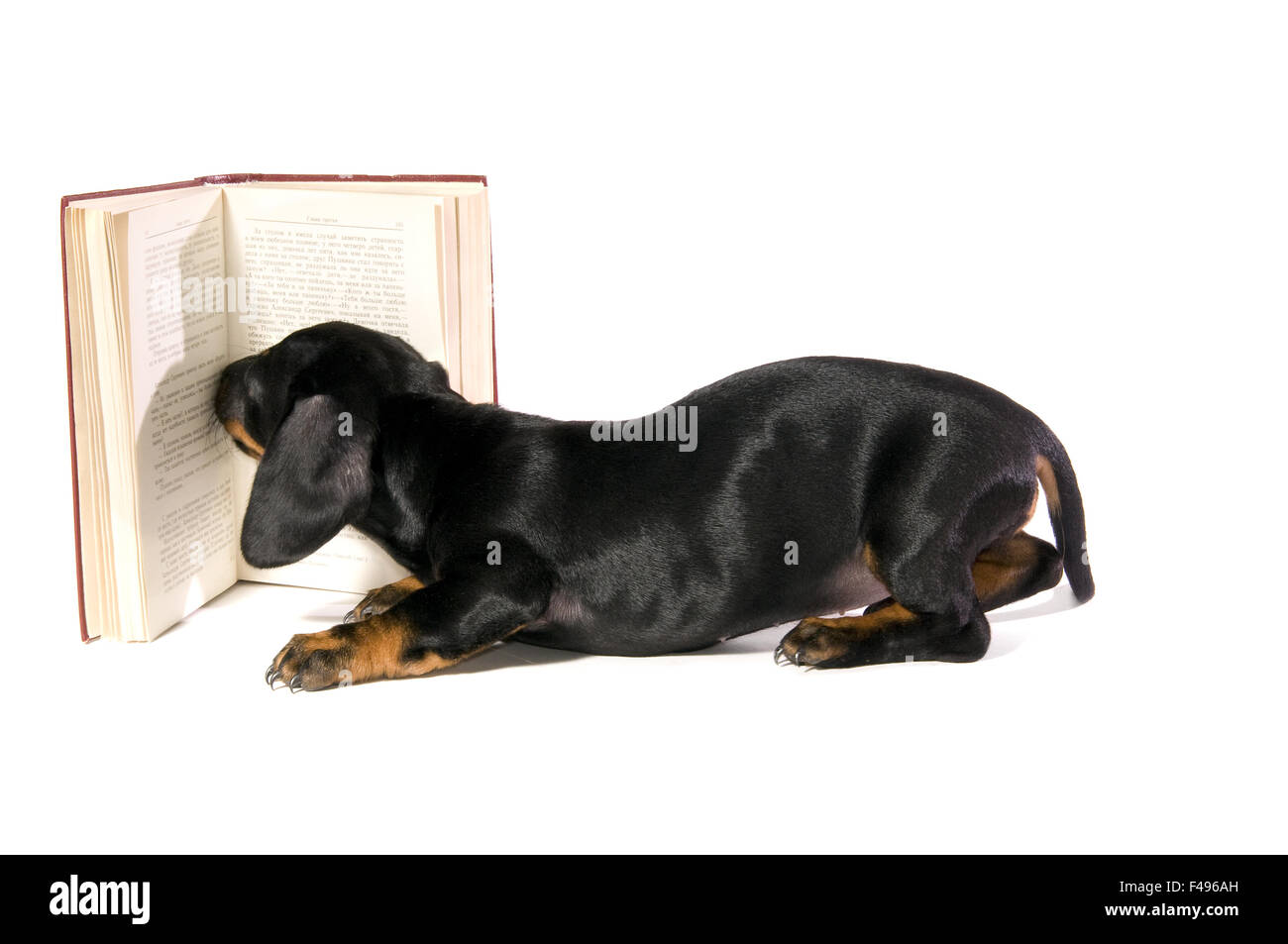 dog with book Stock Photo - Alamy