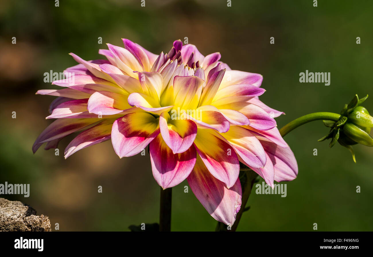 Dahlia Flower at Nishat Bagh, Srinagar, Kashmir, India Stock Photo Alamy