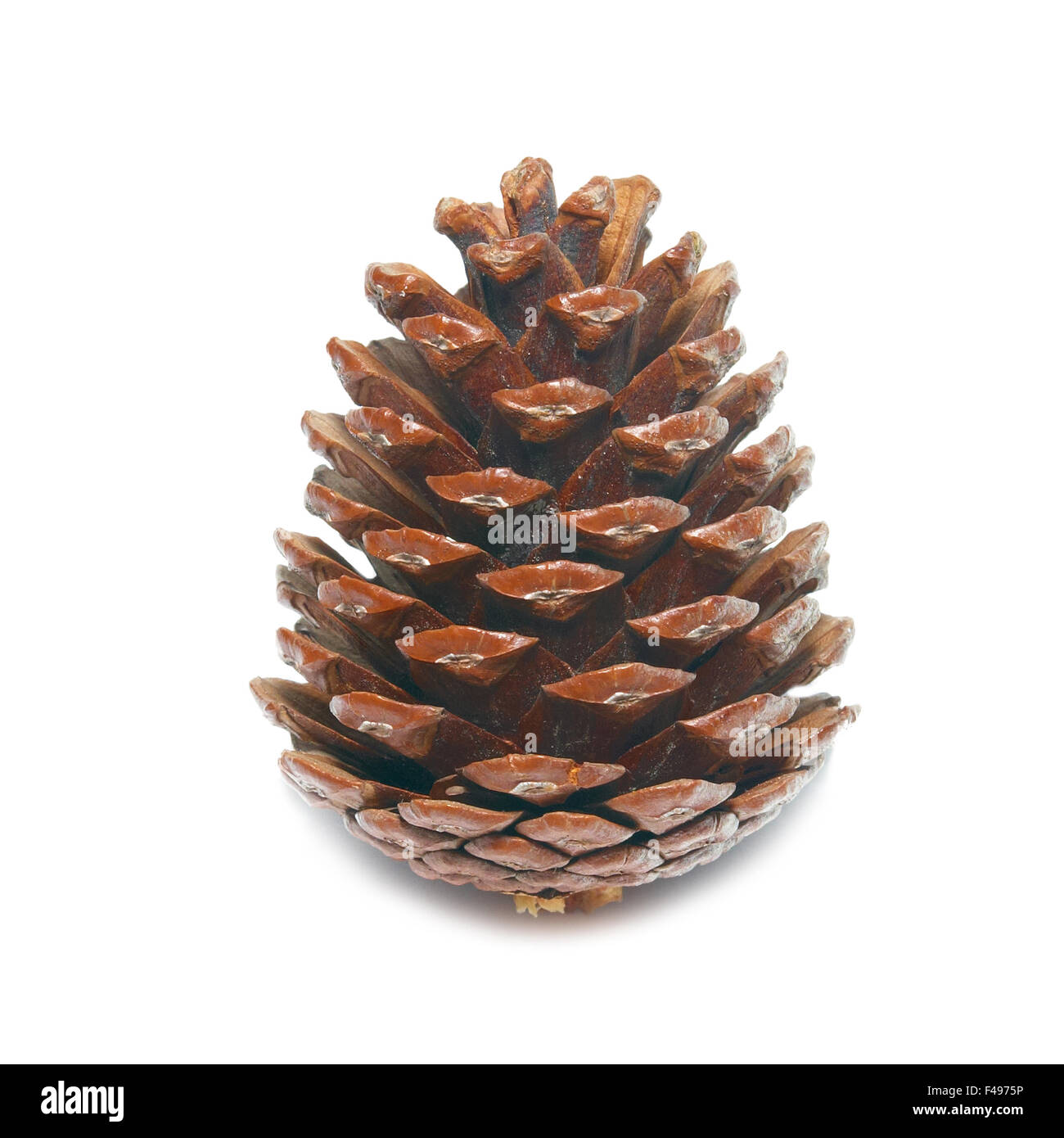 Brown pine cone isolated on white. Stock Photo