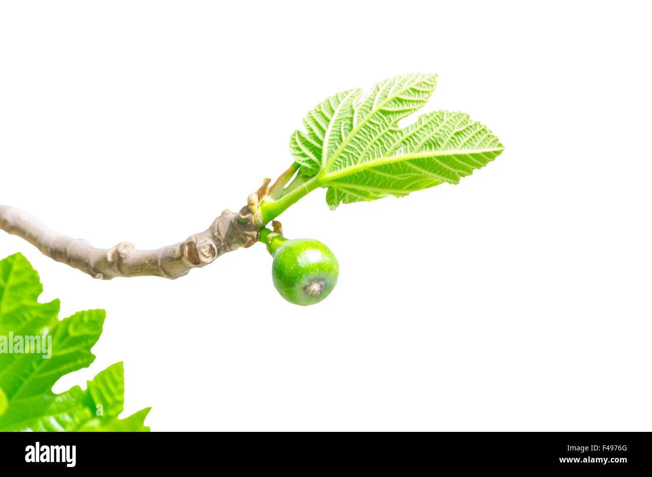 Branch of a fig tree Stock Photo Alamy