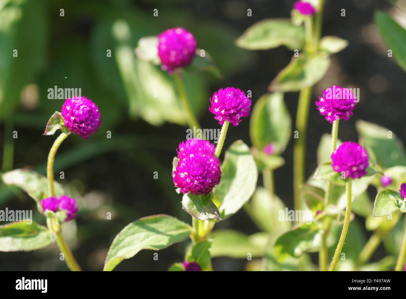 Globe amaranth Stock Photo Alamy