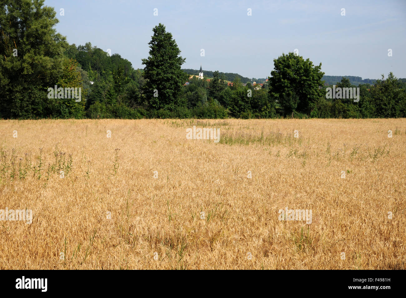 Rye Stock Photo