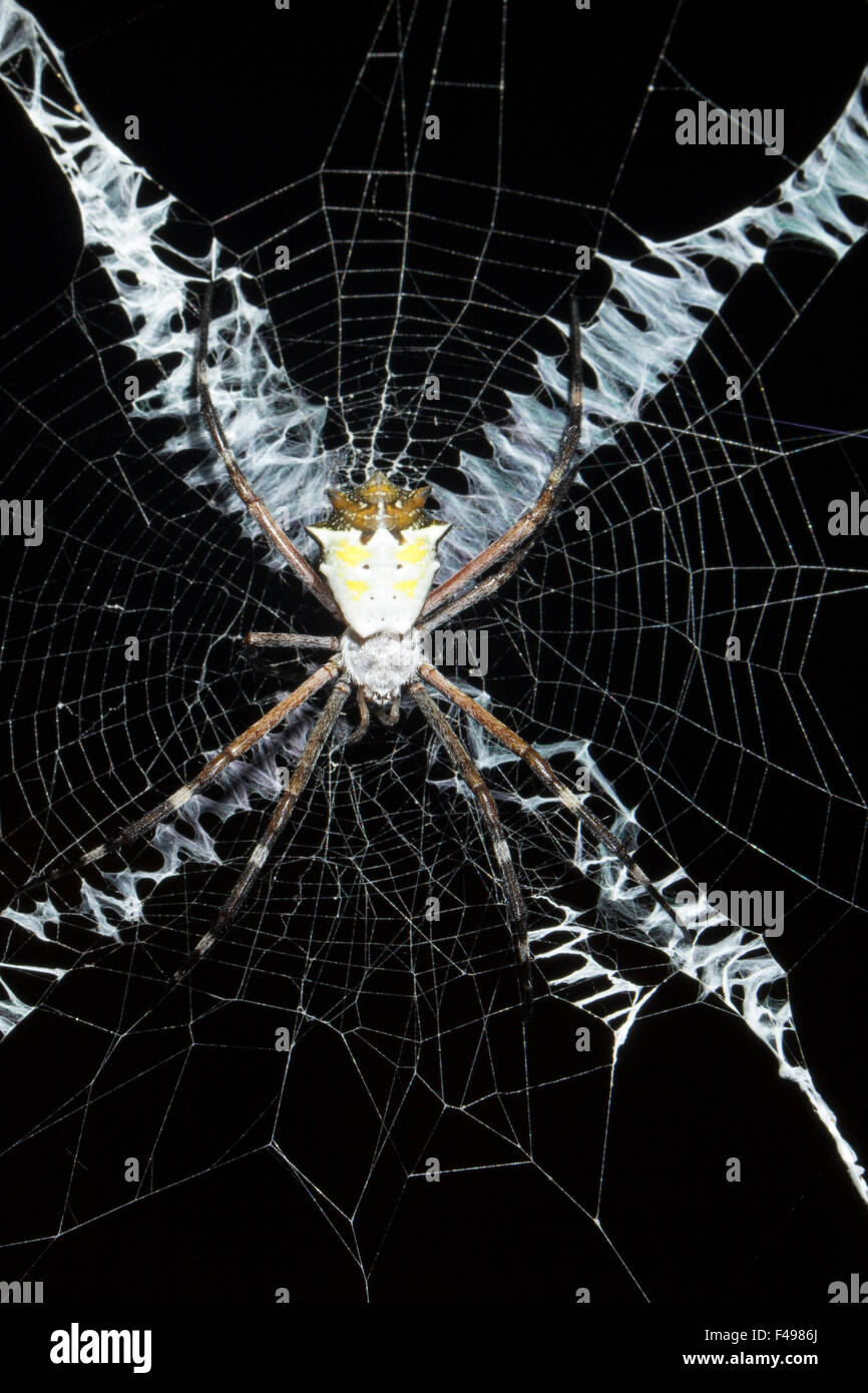 St. Andrews Cross Spider Argiope sp. in its web in the rainforest, Ecuador. Stock Photo