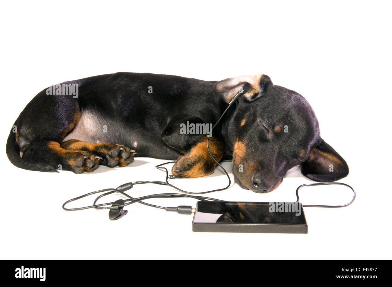 Dog with a mp3 player Stock Photo