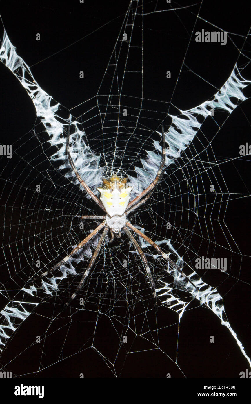 St. Andrews Cross Spider Argiope sp. in its web in the rainforest, Ecuador. Stock Photo
