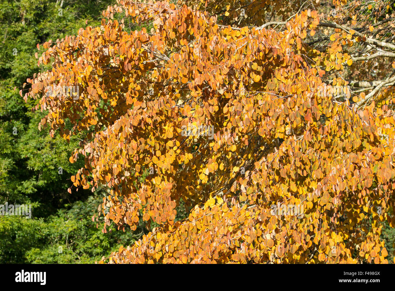 October Autumn foliage of the hardy deciduous Katsura tree, Cercidiphyllum japonicum Stock Photo