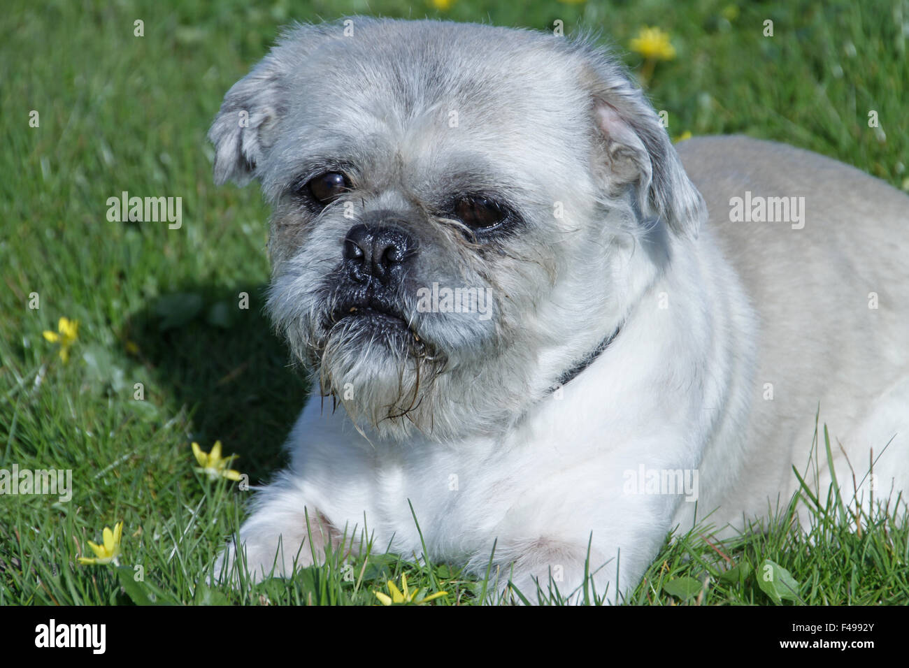 Mops mischling hi-res stock photography and images - Alamy