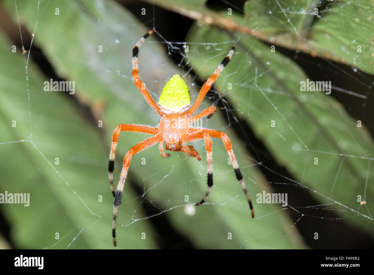 Brightly coloured spider in a web in the rainforest, Ecuador Stock Photo