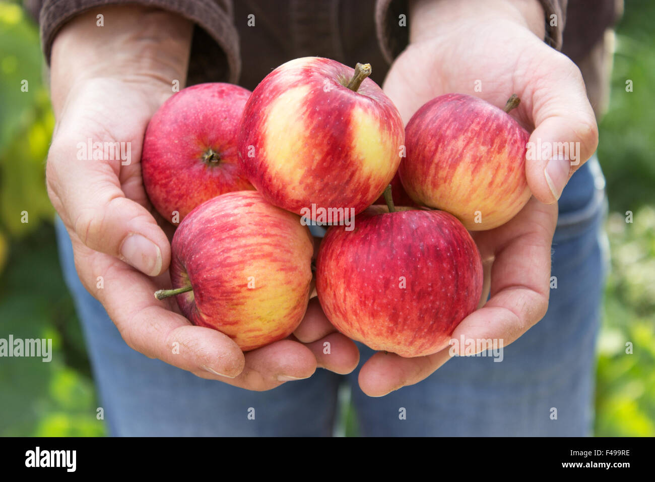 Hands holding red, ripe apples Stock Photo - Alamy