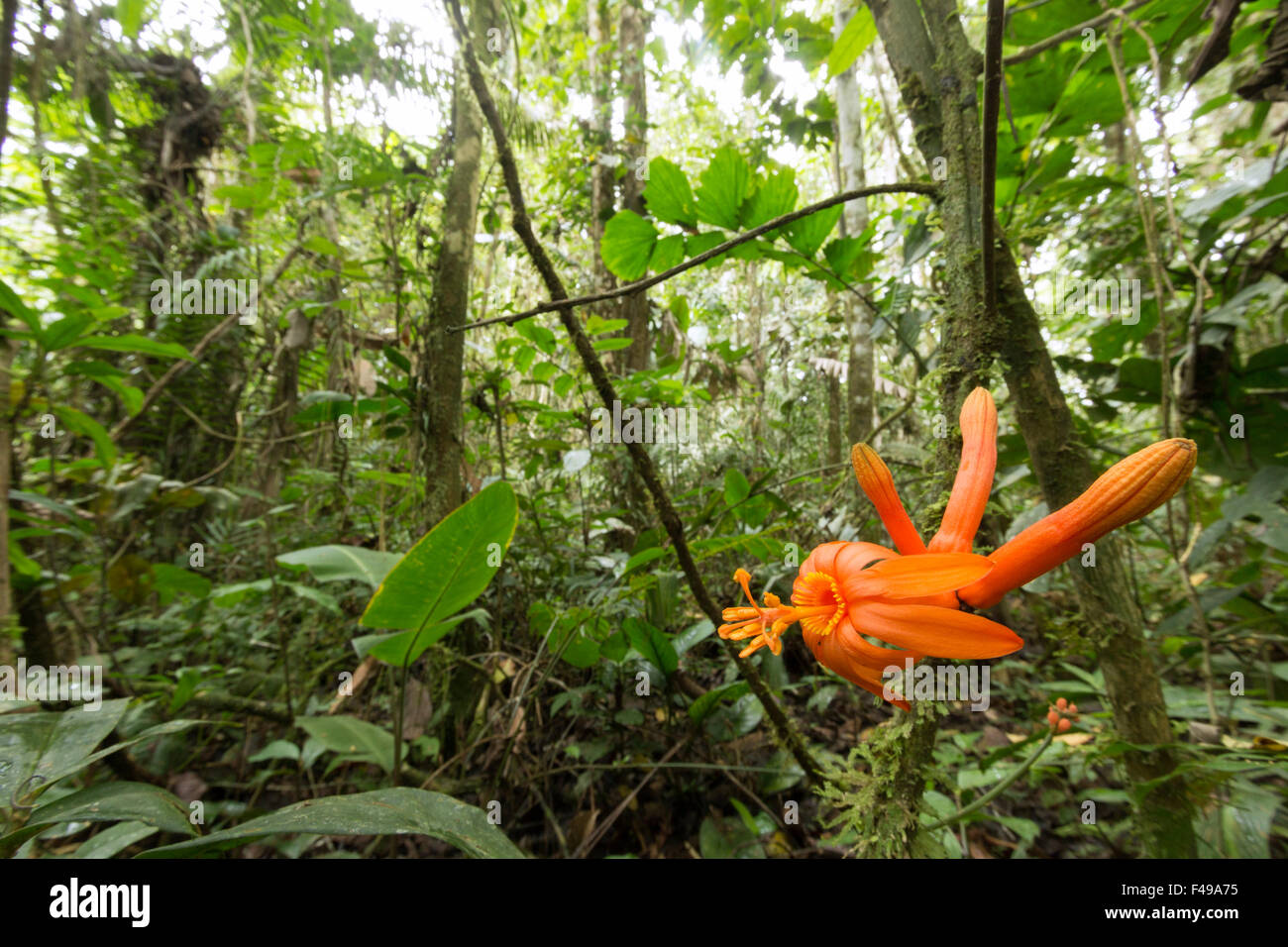 Passiflora spinosa, a tropical passion flower blooming in the