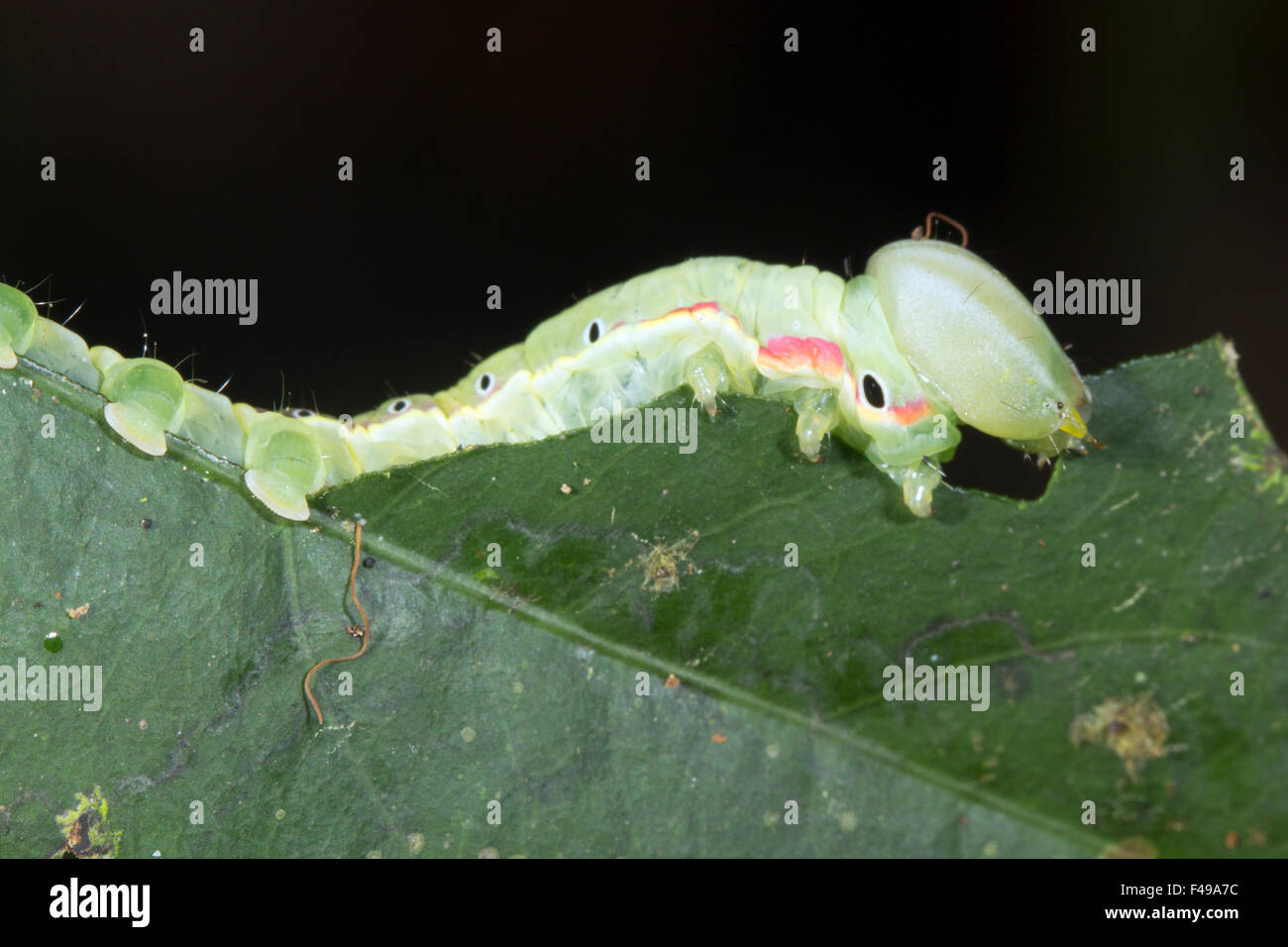 Cryptic green caterpillar eating a leaf in the rainforest, Ecuador Stock Photo
