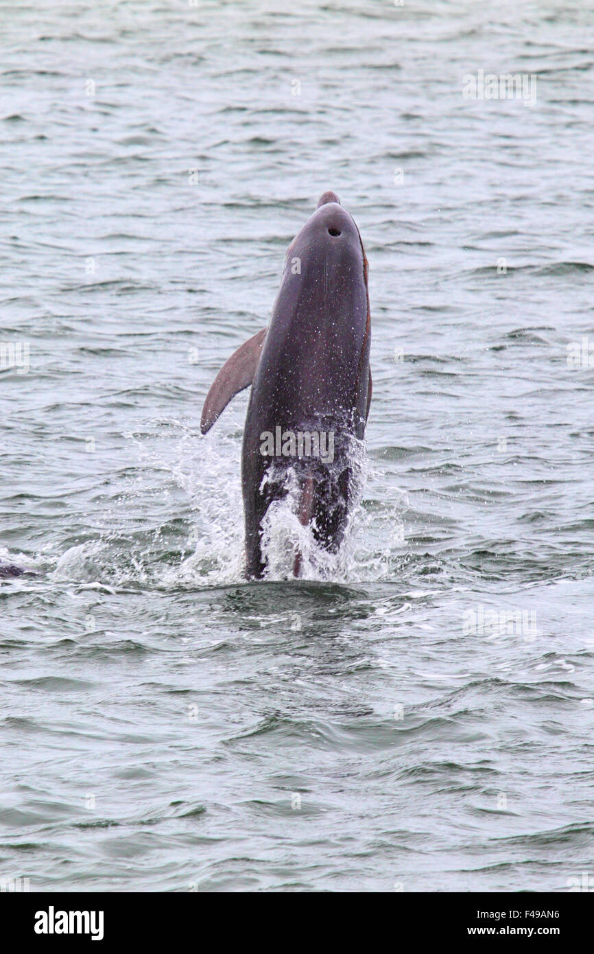 Burrunan Dolphin (Tursiops australis) jumping in the waters of Lake King in Lakes Entrance, Victoria, Australia. Stock Photo