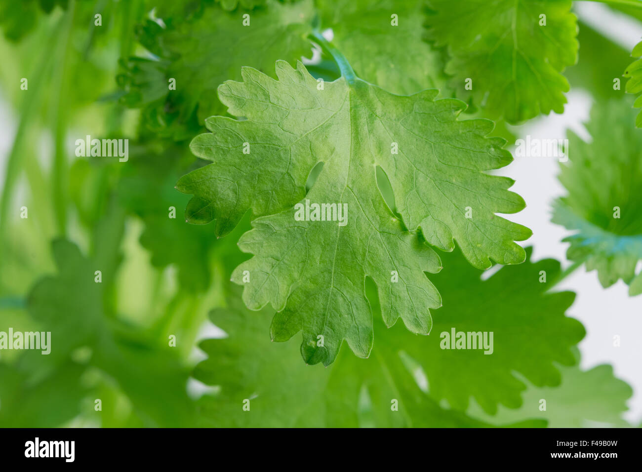 Coriander, also known as cilantro, against a light background Stock