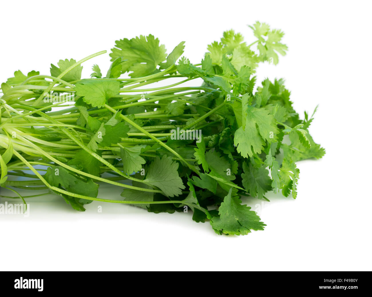 Coriander, also known as cilantro, isolated on white Stock Photo Alamy