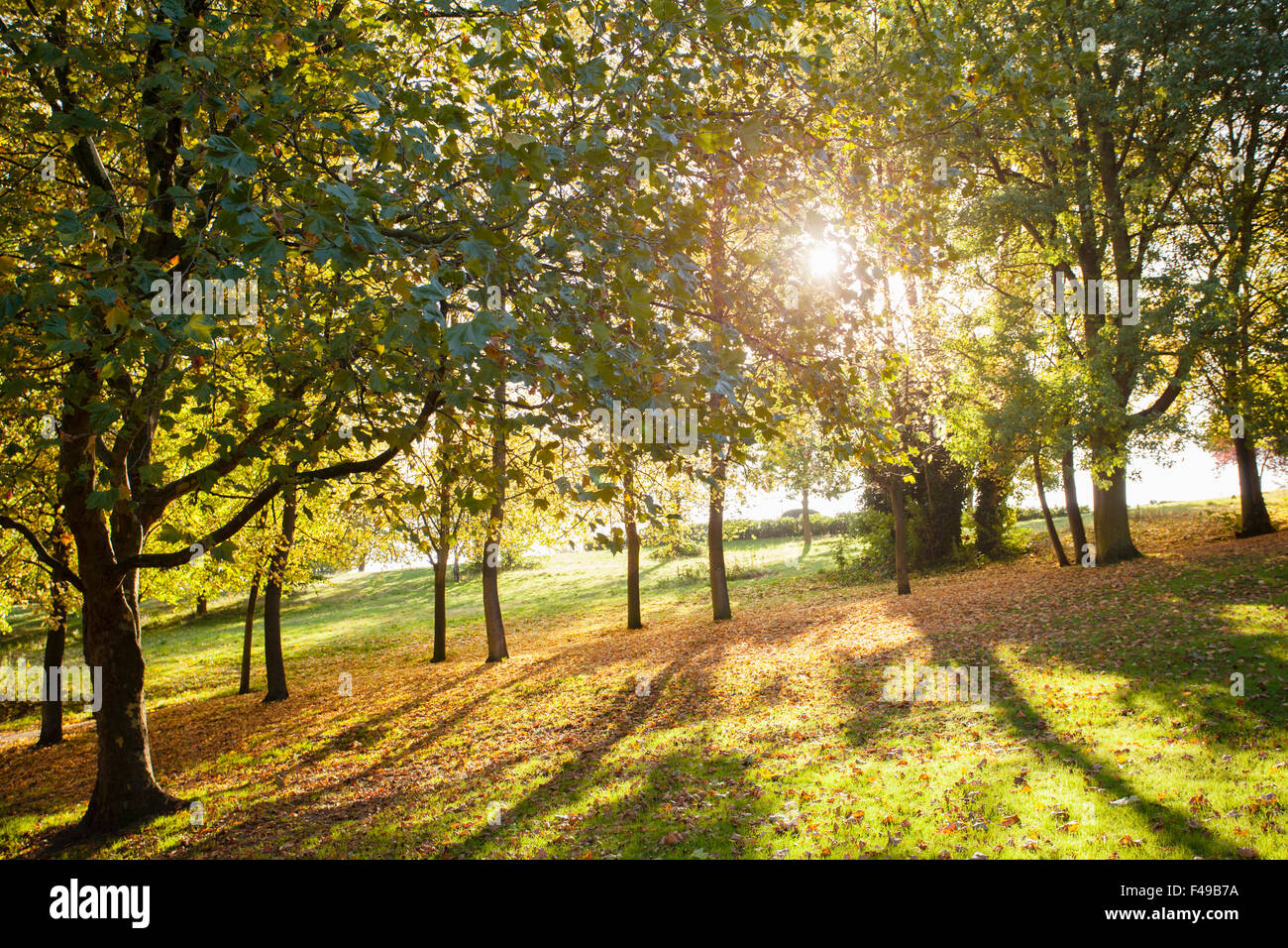 Autumn trees in park Stock Photo - Alamy