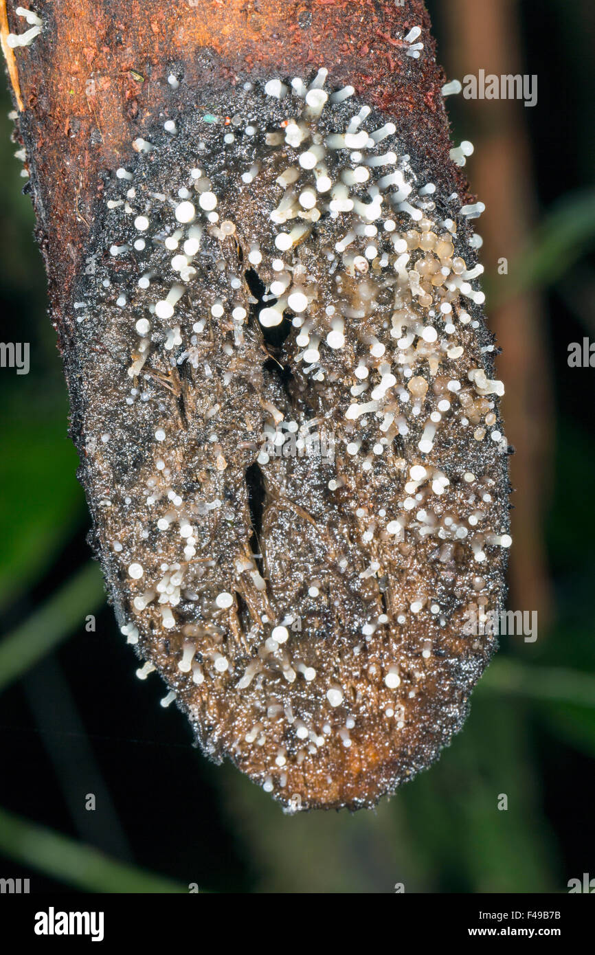 Slime mould growing on the cut end of a palm root in the rainforest, Ecuador Stock Photo