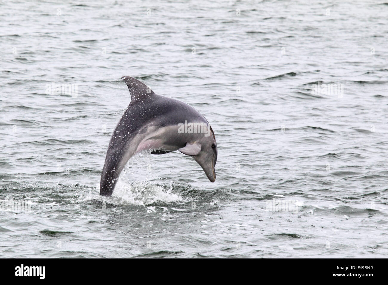 Burrunan Dolphin (Tursiops australis) jumping in the waters of Lake King in Lakes Entrance, Victoria, Australia. Stock Photo