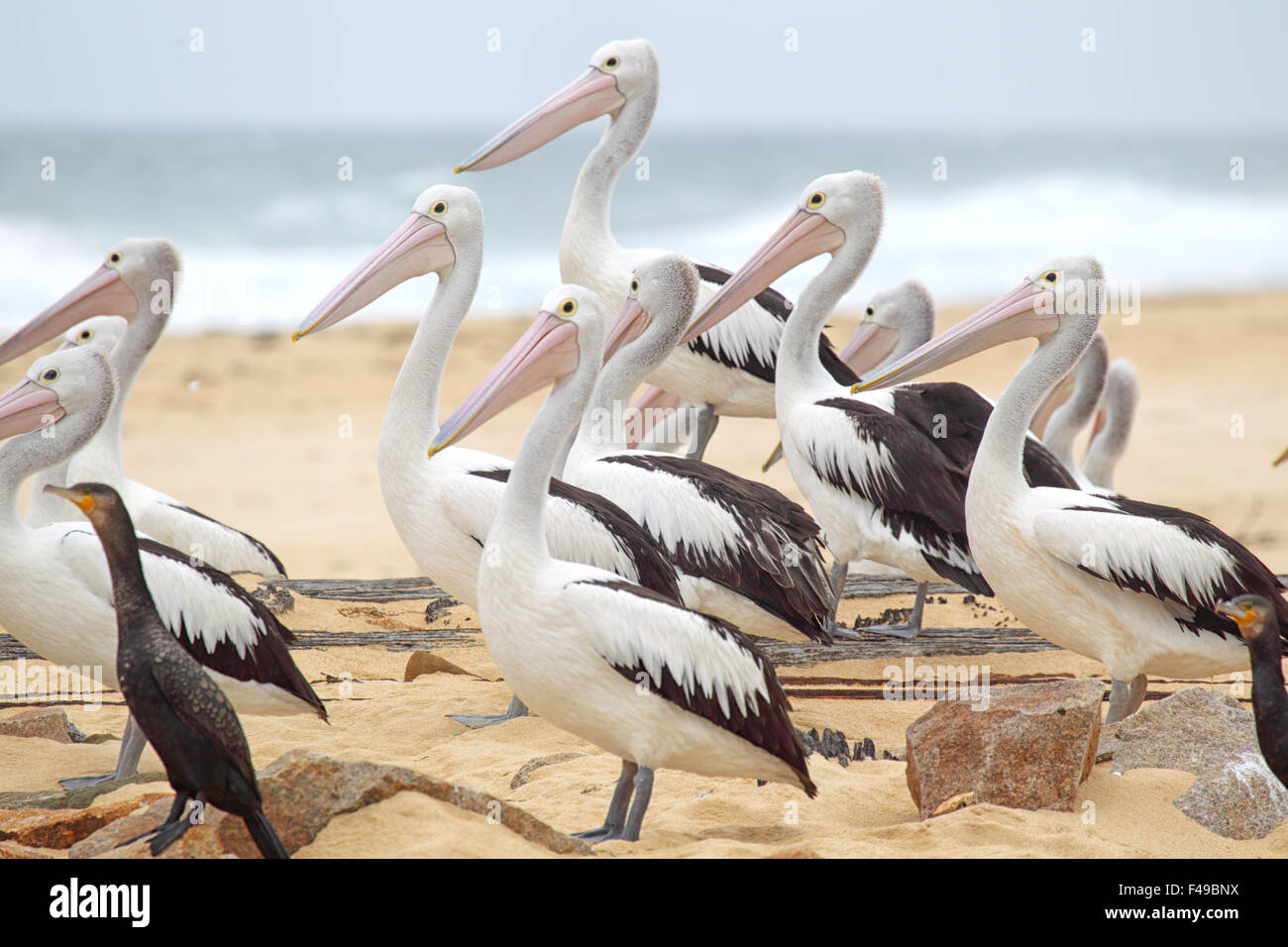 What Do You Call A Group Of Pelicans