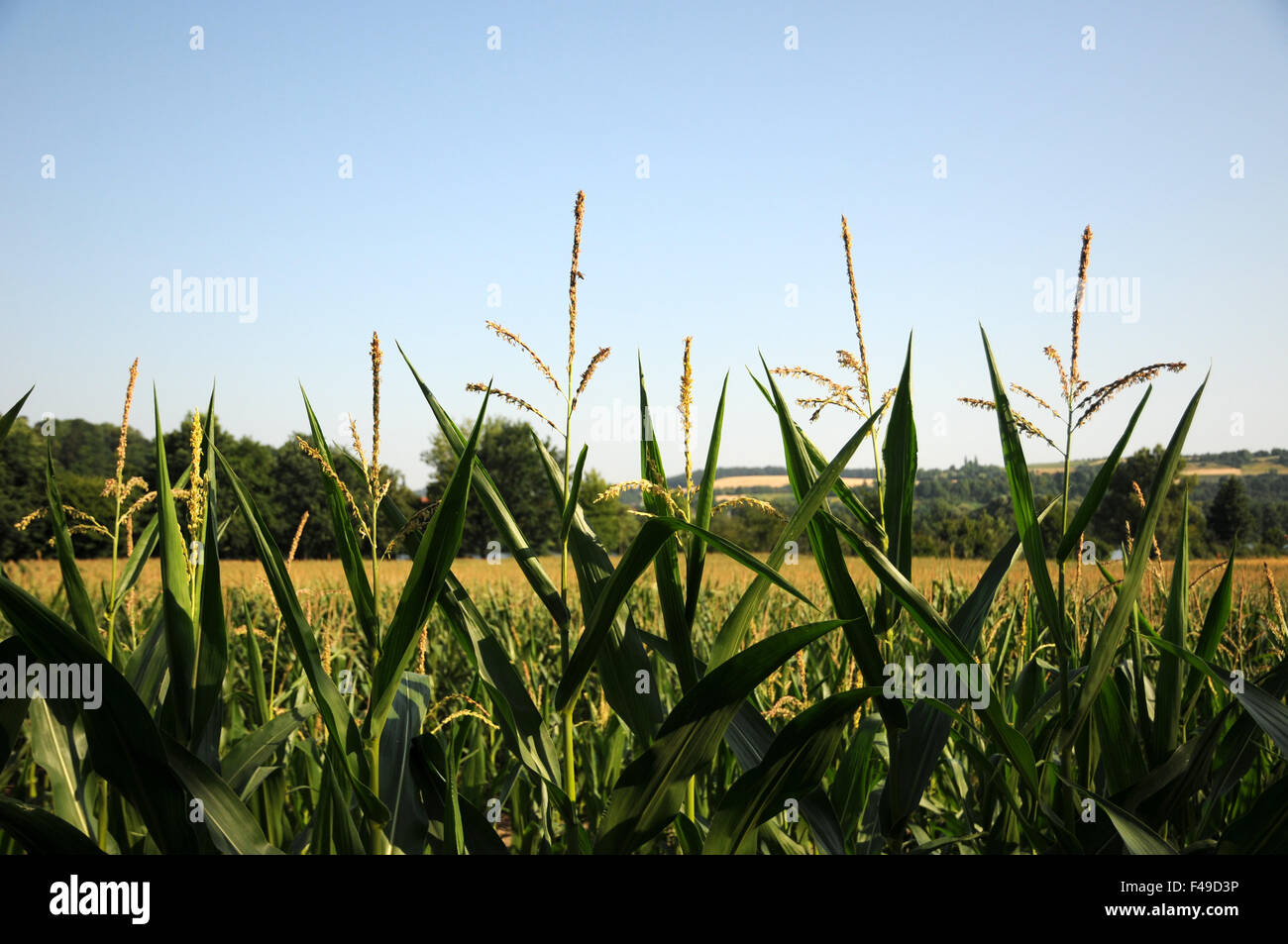 Maize Stock Photo