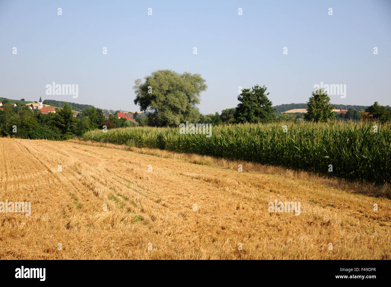 Maize Stock Photo