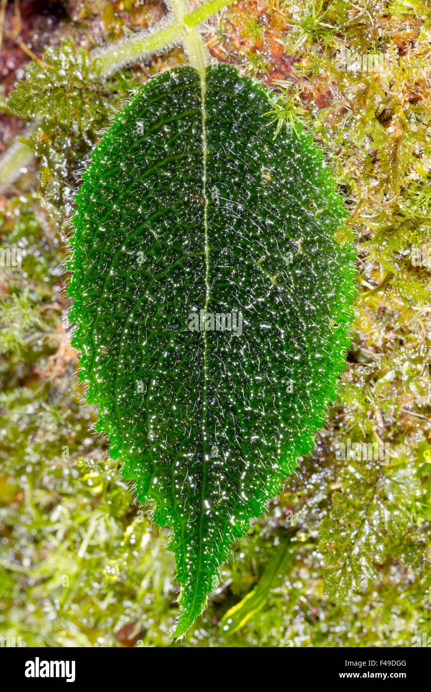Hairy leaf of a rainforest climbing plant on a mossy tree trunk Stock Photo